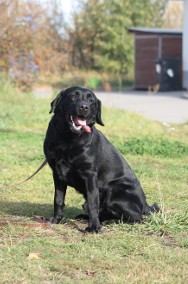 Młody Bruno w typie labradora-2