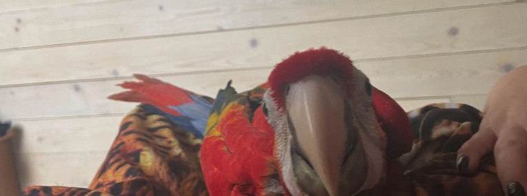 Adopcja papugi / zaopiekuję się papugą - ara, kakadu, amazonka, żako-1
