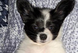 Spaniel kontynentalny - Papillon