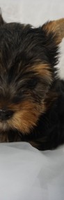 Piesek Yorkshire terrier miniaturka-3