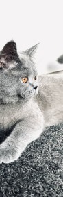 Kot brytyjski, kocurek krótkowłosy, niebieski -3