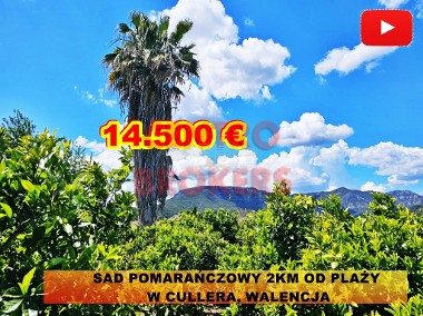 Sad pomarańczowy z palmą 2 km o morza w Hiszpanii, Cullera, Walencja-1