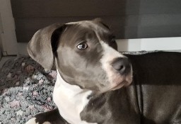 Oddam suczkę Amstaff z rodowodem