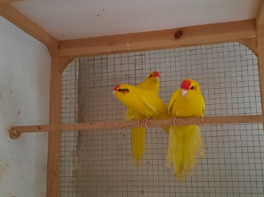 Papugi modrolotki- kozy -2