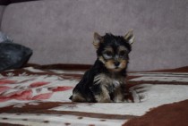 Yorkshire Terrier - Śliczna Suczka - Yorka - Szczeniaczek York 