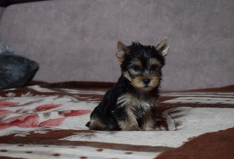 Yorkshire Terrier - Śliczna Suczka - Yorka - Szczeniaczek York 