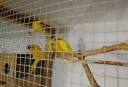 Papugi Kozy