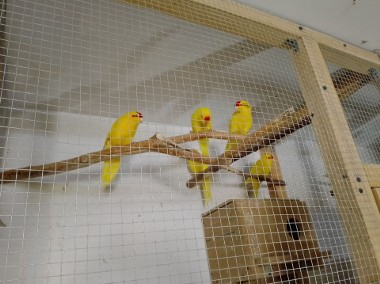 Papugi Kozy-2