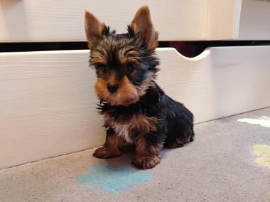 Yorkshire terrier chłopak -1