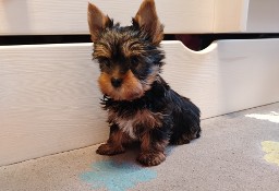 Yorkshire terrier chłopak 