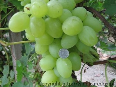 Sadzonki winorośli. Największy winogron ARKADIA 120 cm-1