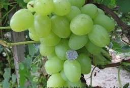 Sadzonki winorośli. Największy winogron ARKADIA 120 cm