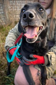 Kochający człowieka GUCIO w typie labradora szuka domu !!-2