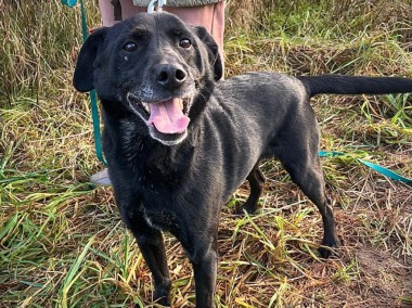 Kochający człowieka GUCIO w typie labradora szuka domu !!-1