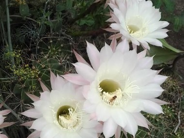 Kaktus Echinopsis (Echinopsis).-1
