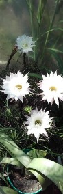 Kaktus Echinopsis (Echinopsis).-3