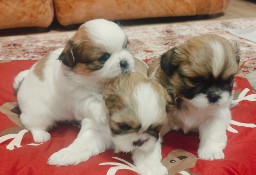 Urocze szczenięta Shih Tzu 