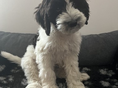 Australian labradoodle-1