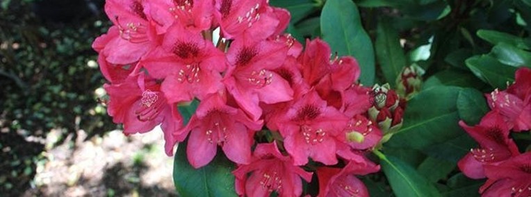 Różanecznik 'Nova Zembla'/Rhododendron 'Nova Zembla C5-1