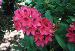 Różanecznik 'Nova Zembla'/Rhododendron 'Nova Zembla C5
