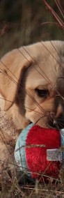 Labrador - cudowna biszkoptowa suczka - tylko do najlepszego domu-3