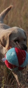Labrador - cudowna biszkoptowa suczka - tylko do najlepszego domu-4
