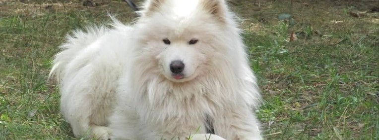Zaginął pies rasy samojed okolice Żukowa-1