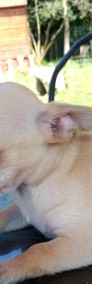 Chihuahua szczenięta suczki i pieski-3