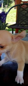 Chihuahua szczenięta suczki-3