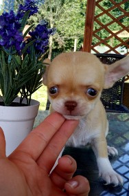 Chihuahua szczenięta suczki-2