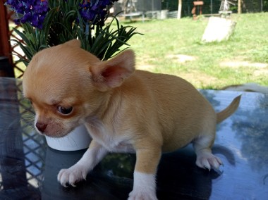 Chihuahua szczenięta suczki-1