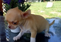 Chihuahua szczenięta suczki