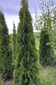 THUJA SMARAGD 220-250CM TUJA SZMARAGD 220-250CM CENA PROMOCYJNA! DOSTAWA GRATIS!-2