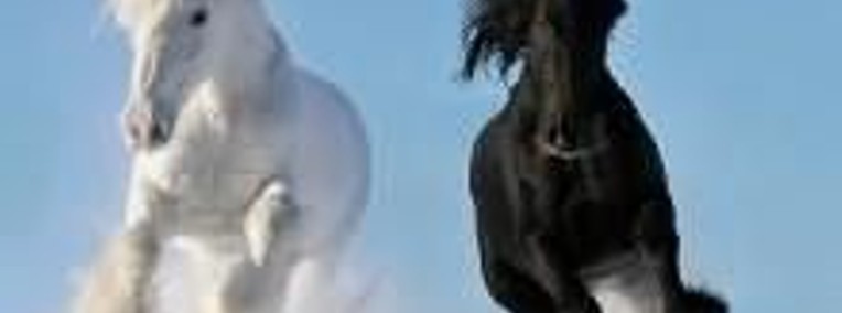 Ciezkie konie wlodzimierskie o duzej masie ciala w cenie zywca 3 zl/kg-1