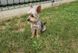 Yorkshire Terrier!!! PIESEK 1,1 kg