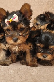 Yorki małe psy rasowe suczka pieski kennel club szczeniaki -2