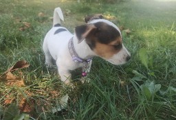 Jack Russell Terrier 