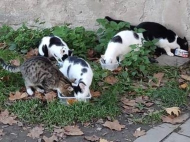 6-miesięczne kotki, żyją na ulicy, szukają choćby domu tymczasowego-2