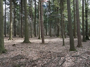 Działka leśna Budzów-1