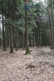 Działka leśna Budzów-2