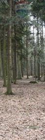 Działka leśna Budzów-3