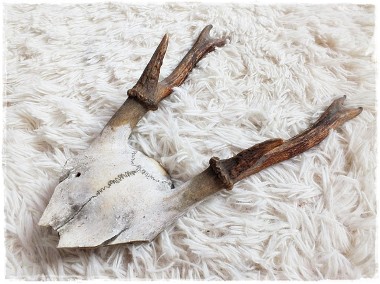 Poroże nr12 młodego jelenia z czaszką Rogi dł.17cm Trofeum-1
