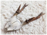 Poroże nr12 młodego jelenia z czaszką Rogi dł.17cm Trofeum