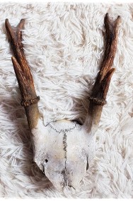 Poroże nr12 młodego jelenia z czaszką Rogi dł.17cm Trofeum-2