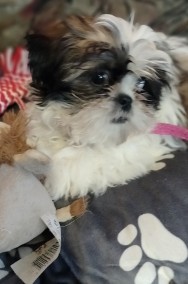 Oddam sunie rasy Shih Tzu -2