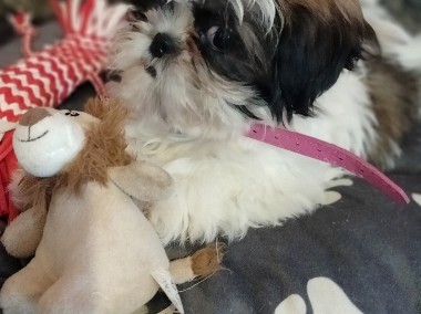 Oddam sunie rasy Shih Tzu -1