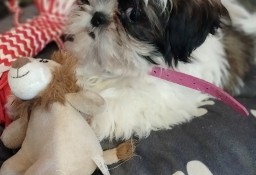 Oddam sunie rasy Shih Tzu 