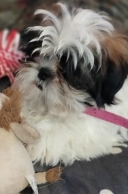 Oddam sunie rasy Shih Tzu -3