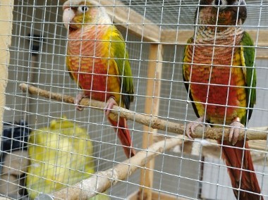Likwidacja hodowli papugi egzotyka pilne-1