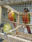 Likwidacja hodowli papugi egzotyka pilne